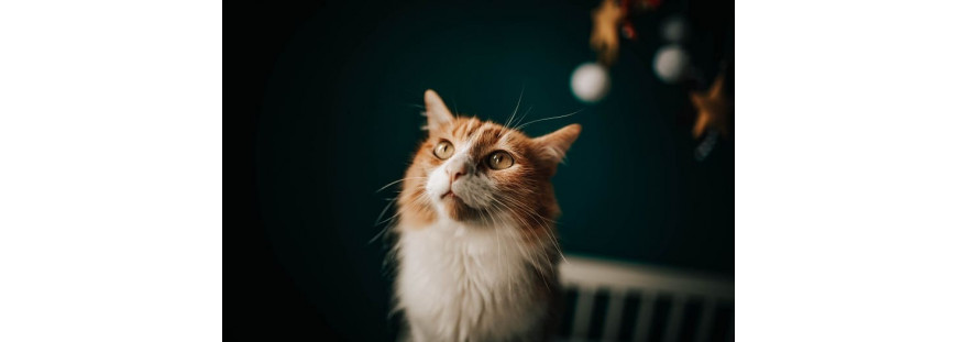 Cómo limpiar las orejas a tu gato